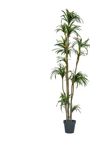 Dracaena Marginata - Drácena de Simulación, Drácena Marginata, Planta